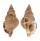 RANELLIDAE SASSIA SEMITORTA shell