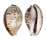 CYPRAEIDAE CYPRAEA TIGRIS shell