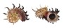 ANGARIIDAE ANGARIA MELANACANTHA shell