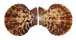 PECTINIDAE MIMACHLAMYS GLORIOSA shell