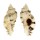 MURICIDAE NAQUETIA CUMINGII shell
