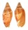 VOLUTIDAE CYMBIOLA MALAYENSIS shell