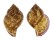 TONNIDAE EUDOLIUM PYRIFORME shell