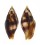 MITRIDAE NEBULARIA CHRYSOSTOMA shell
