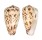 CONIDAE CONUS SPECTRUM shell