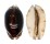 CYPRAEIDAE MAURITIA ARABICA NIGER shell