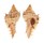 MURICIDAE CHICOMUREX PSEUDOSUPERBUS shell