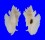 MURICIDAE PTERYNOTUS PELLUCIDUS shell