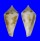 CONIDAE PROFUNDICONUS LIMPALAERI shell