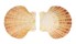 PECTINIDAE ANNACHLAMYS STRIATULA shell