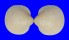 CARDIIDAE LYROCARDIUM LYRATUM shell
