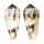 CONIDAE CONUS MAGUS shell