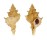MURICIDAE POIRIERA NUTTINGI shell