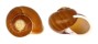 LANDSNAIL CALOCOCHLIA PULCHERRIMA shell
