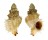 MURICIDAE MURICOPSIS UMBILICATUS shell