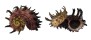 ANGARIIDAE ANGARIA MELANACANTHA shell