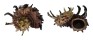 ANGARIIDAE ANGARIA MELANACANTHA shell