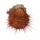 SPONDYLIDAE SPONDYLUS GLORIOSUS VISAYENSIS shell