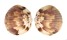GLYCYMERIDIDAE TUCETONA PECTUNCULUS shell
