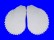 LIMIDAE LIMA LIMA shell