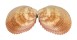 CARDIIDAE TRACHYCARDIUM ELONGATUM ELONGATUM shell