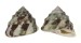 TROCHIDAE TROCHUS ROTA shell