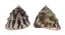 TROCHIDAE TROCHUS ROTA shell