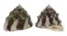 TROCHIDAE TROCHUS ROTA shell