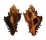 MURICIDAE CHICOREUS BRUNNEUS shell