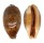 CYPRAEIDAE LYNCINA LYNX VANELLI shell