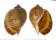 TONNIDAE TONNA CANALICULATA shell