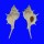 MURICIDAE SIRATUS ARTICULATUS shell