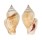 STROMBIDAE LAEVISTROMBUS TURTURELLA shell