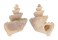 CANCELLARIIDAE TRIGONOSTOMA SCALARE shell