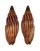MITRIDAE VEXILLUM RUBROCOSTATUM shell