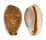 CYPRAEIDAE EROSARIA LABROLINEATA MELANICA shell