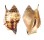 STROMBIDAE LAMBIS LAMBIS shell