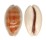 CYPRAEIDAE LYNCINA LEVIATHAN TITAN shell