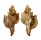 MURICIDAE BOREOTROPHON CANDELABRUM shell