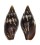 MITRIDAE STRIGATELLA SCUTULATA shell