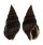 NASSARIIDAE NASSARIUS OLIVACEUS pPROXIMAT shell