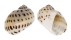 NATICIDAE NATICA ONCA shell