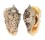 STROMBIDAE STROMBUS LENTIGINOSUS shell