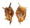 STROMBIDAE LAMBIS LAMBIS shell