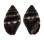 MITRIDAE VEXILLUM LEUCODESMA shell