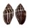 MITRIDAE STRIGATELLA RETUSA shell
