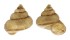 LANDSNAIL LAGOCHILUS HUNGFORDIANUS shell
