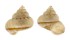 LANDSNAIL LAGOCHILUS HUNGFORDIANUS shell