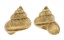LANDSNAIL LAGOCHILUS HUNGFORDIANUS shell
