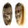 OLIVIDAE OLIVA SERICEA shell